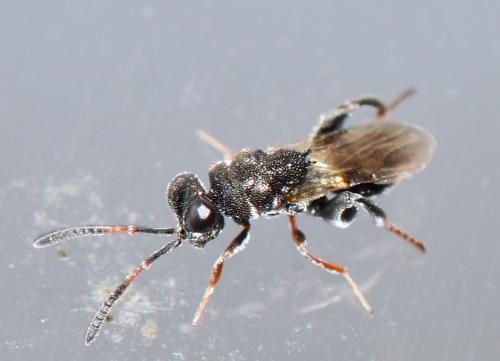 Haltichella rufipes